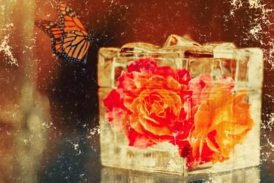 roses-in-a-box-1780008